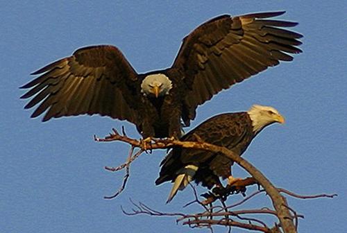  Bald Headed Eagles